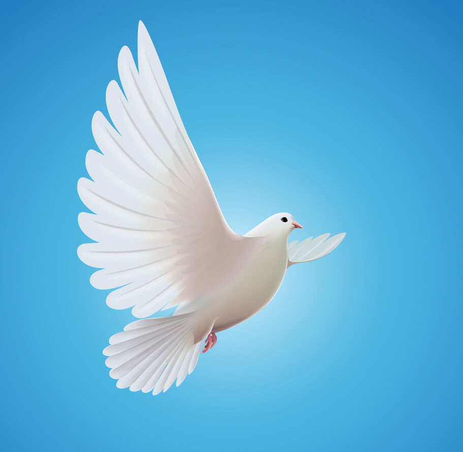 Dove Picture