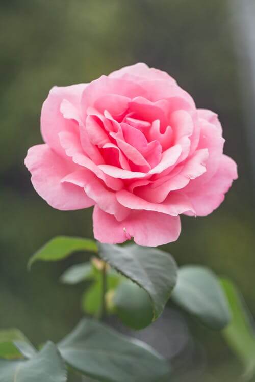 Pink Rose Picture