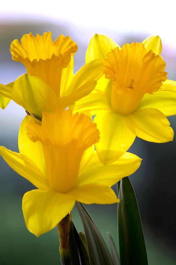 Daffodils Picture