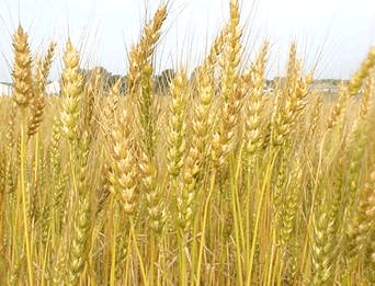 Wheat Photo